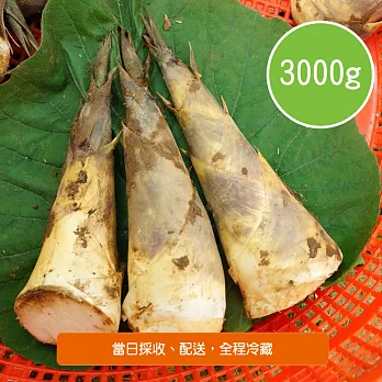 【陽光市集】五股觀音山,特選生態無毒綠竹筍(3kg)