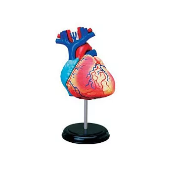 【4D MASTER】立體拼組模型人體解剖教學系列-心臟 26052