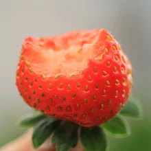 [ 大目農田 ] 山谷草莓-特大顆/  380g x 2 盒