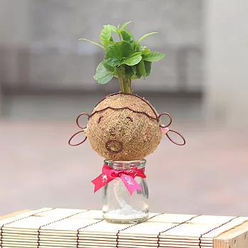 【迎光】造型苔球同樂會-大寶女友