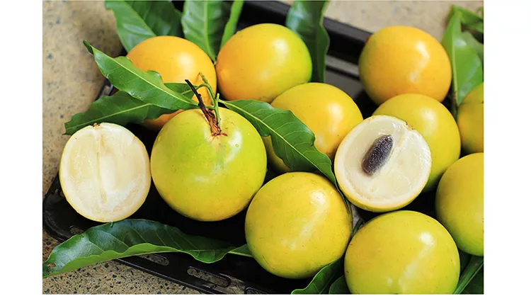 博客來-「自然農法」新鮮黃金果- 天然果膠蒟蒻口感5台斤/箱（免運）