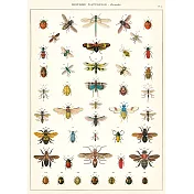 美國 Cavallini & Co. wrap 包裝紙/海報 昆蟲的自然歷史