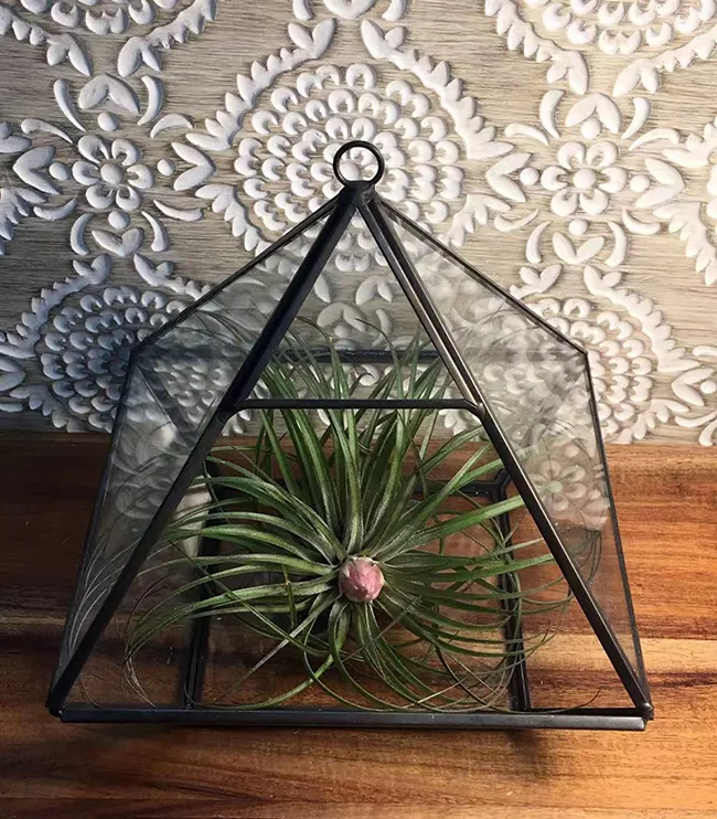 博客來 四方鑽玻璃花房