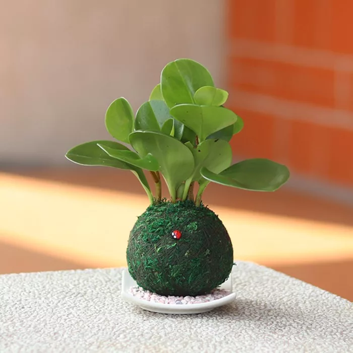 博客來 迎光 開運綠苔玉 圓葉椒草 博客來 迎光 開運綠苔玉 圓葉椒草