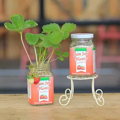【迎光】Jam Jar Plants小植栽─迷你草莓