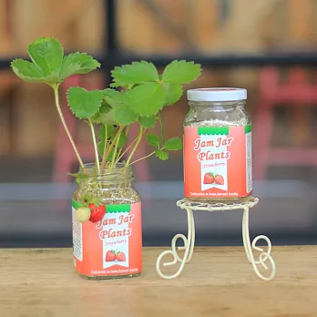 【迎光】Jam Jar Plants小植栽-迷你草莓