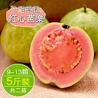 預購《沁甜果園SSN》屏東高樹紅心芭樂(9-13顆裝/5台斤)(共二箱)