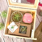 【午後小食光】空氣鳳梨包種茶杏仁牛軋禮盒組