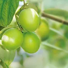 黑貓嚴選【寶島南方】雪蜜棗禮盒(約18~20顆,共2400g)(CAT)