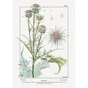 【賽先生科學工廠】A4圖鑑海報(9款) 19世紀植物插圖(薊)