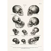 【賽先生科學工廠】A4圖鑑海報(9款) 人、猴和猿頭骨圖鑑