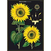 美國 Cavallini & Co. wrap 包裝紙/海報 向日葵 Sun flower