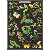 美國 Cavallini & Co. wrap 包裝紙/海報 蝴蝶與幼蟲Caterpillars &