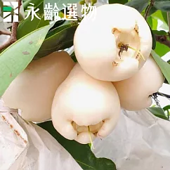 【永齡選物】白玉蓮霧850g±10%(約8入)