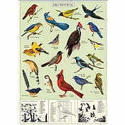 美國 Cavallini & Co. wrap 包裝紙/海報 鳥類研究