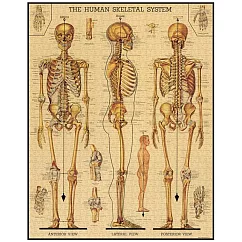 美國 Cavallini & Co. 1000片拼圖 人體骨骼
