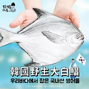 【好嬸水產】韓國直送-野生大白鯧-600G(單件免運)