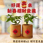 財運滾滾來【Green Pandora】2024新春招財軟木盆栽｜發財樹 (2入/組)