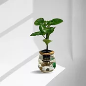 圓葉椒草-發財樹+弧形玻璃瓶